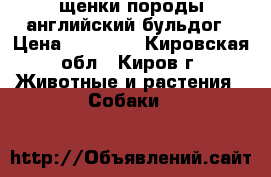 щенки породы английский бульдог › Цена ­ 45 000 - Кировская обл., Киров г. Животные и растения » Собаки   